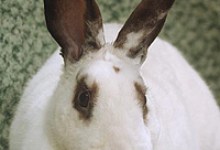 Adoptable Pet of the Week