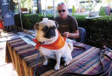 Scene in S.B.: Day for the Dogs