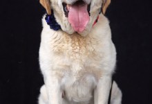 Adoptable Pet of the Week