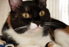 Adoptable Pet of the Week