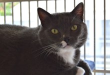 Adoptable Pet of the Week