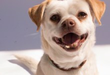 Adoptable Pet of the Week