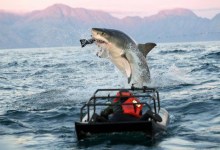 Go Visit Some Sharks