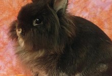 Adoptable Pet of the Week