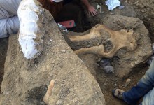 Mammoth Contemporaneous to Arlington Man Found at Santa Barbara Channel Islands