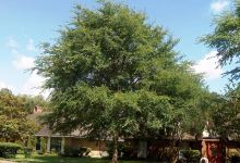 Going Green: Natural Cooling Strategies