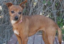 Adoptable Pet of the Week: Donna