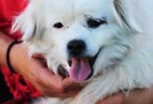 Adoptable Pet of the Week: Pearl
