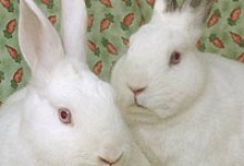 Adoptable Pet of the Week: Mary and Maggie