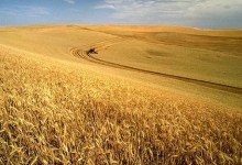 Going Green: Agricultural Heroes?