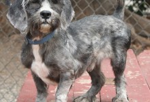 Adoptable Pet of the Week: Casper