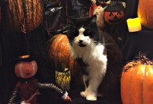 Spooky Pookie