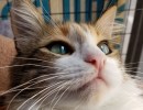 Adoptable Pet of the Week: Purrelle