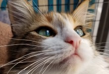 Adoptable Pet of the Week: Purrelle