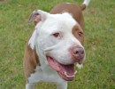 Adoptable Pet of the Week: Pedro