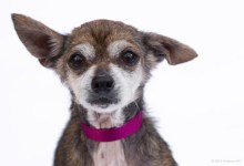 Adoptable Pet of the Week: Bruno