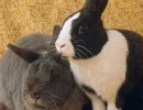 Adoptable Pet of the Week: Albert and Miss Nibbles