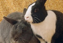 Adoptable Pet of the Week: Albert and Miss Nibbles