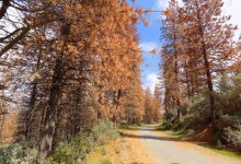 Tree Die-Offs Reach Epic Proportions