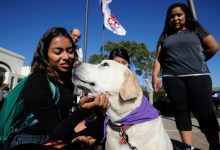 Therapy Dogs Ease Stress During City College Finals