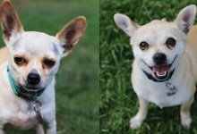 Adoptable Pets of the Week: Bert and Ruth