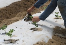 Growing Cannabis in Your Backyard
