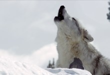 SBIFF’s Climate Change Films