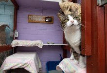 ResQcats Is the Shangri-La of Animal Shelters
