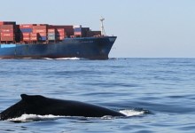Slower Ships Save Money, Whales