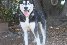 Lobo