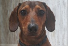 Please Help Me Find Dante