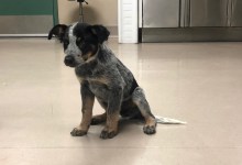 Detective Adopts Abandoned Puppy Found in Illegal Marijuana Grow