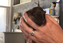 Abandoned Dog Family Found at Illegal Marijuana Grow