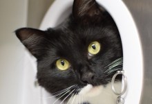 Bella