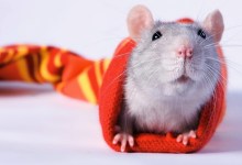 Study Finds a Rat Is the Kid’s Perfect Pet