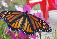 New Insights on Butterfly Migration Revealed