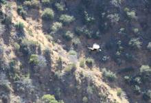 First Baby Condor Fledges in Santa Barbara County