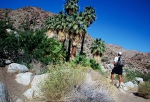 Close Escape: Joshua Tree National Park