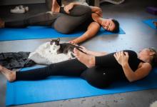 Yoga With Cats!