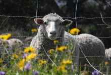 The Sheep Project at San Marcos Foothills Preserve