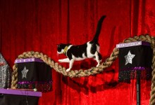 The Amazing Acro-cats in Santa Barbara!