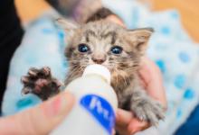 Bottle Feeding Kitten Shower