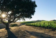Santa Barbara County’s Wine BID Abandoned