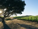 Could Add-On Fee Better Market Santa Barbara Wines?