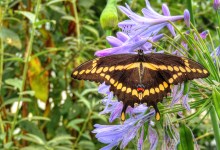 Butterflies Alive! Exhibit Opening