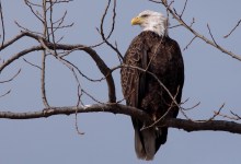 Eaglet Webcams Record a Comeback at Channel Islands