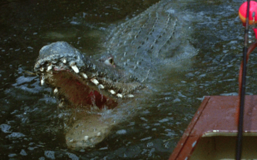 ‘Crawl’: Sad Turgid Swamp Gator Epic