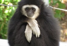 Santa Barbara Zoo Gibbon Dies in Accident