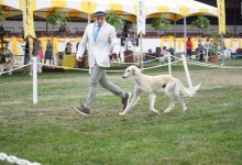 Santa Barbara Kennel Club Dog Shows