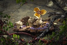 Fairy Homes & Nature Crafts
